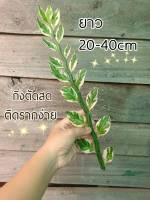 กวักเงินใบด่าง  นกน้อยนำโชค ชุดละ 2กิ่ง 10บาท ราคาถูกสุด