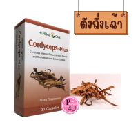 อ้วยอันโอสถ /Herbal One ตังถั่งเฉ้า Cordycepts-Plus 30 เม็ด