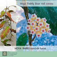 Hoya Teddy Bear red corona โฮย่าสะสม RARE!!  ไม้แขวนไม้ประดับ ตกแต่งสวน  ดอกน่ารัก ใบสวย ส่งต้นพร้อมลวดแขวน