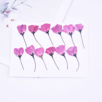 120pcs500pcs Begonia Flower Side Pressure Dried Flower Embossing Diy Handmade Phone Case Photo Frame Real Flower Plant Specimen