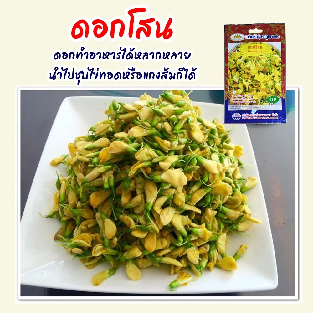 เมล็ดพันธุ์ดอกโสน 50 เมล็ด เมล็ดผักสวนครัว ตราภูเขาทอง