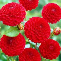 หัวรักเร่ ดอกไม้ หัวหน่อ เหง้า นำเข้า เนเธอร์แลน หัวสดใหม่ 1 หัว/ รักเร่ Dahlia สายพันธุ์ Pompon Nescio Red