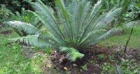 หัวหน่อปรงนา (ต่อหัว) Cycas siamensis ขนาด 23-29 เซนติเมตร