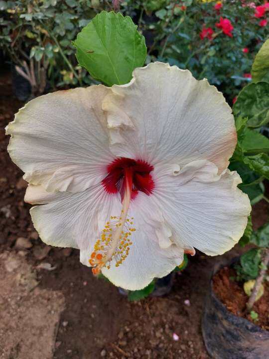 Gumamela White Sunset (Rare Gumamela) with FREE plastic pot, pebbles