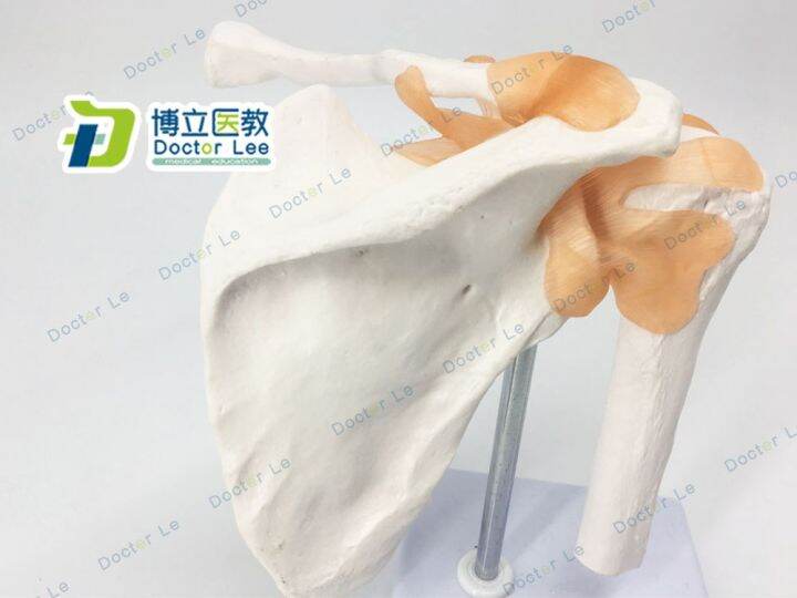 this-model-demonstrate-skeleton-model-of-human-body-joint-clavicle-arthroscopic-shoulder-surgery