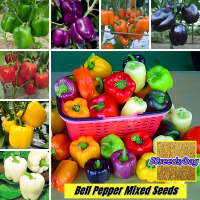 【อัตรางอกสูง】Bell Pepper Mixed Seeds พริกหยวก เมล็ดพันธุ์ (50PCS/BAG) เมล็ดพันธุ์ Organic Vegetable Plant Seed เมล็ดพันธุ์ผัก Green Vegetable เมล็ดผักต่างๆ เมล็ดบอนสี พันธุ์ผัก ผักสวนครัว บอนสี ต้นไม้มงคล เมล็ดดอกไม้ Flowers Others พร้อมส่ง