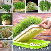 *ขายเมล็ดพันธุ์/ประเทศไทยพร้อมสต็อก* ปลูกง่าย งอกเร็ว 35เมล็ด Pine Willow Seed Hydroponics Plants Vegetable Seeds for Planting เมล็ดพันธุ์ ผักสวนครัว เมล็ดผักต่างๆ ผักสด ปลูกผัก เมล็ดพันธุ์ผัก ผักออแกนิค ปลูกได้ทั้งปี ผักสวนครัว Vegetable Plant Seed