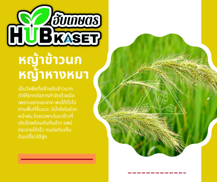 ชุดเก็บหญ้า-แซดโปร36-โกลอะนิล-1ลิตร-500ซีซี-โพรพานิล-อะนิโลฟอส-เก่งหญ้าข้าวนก