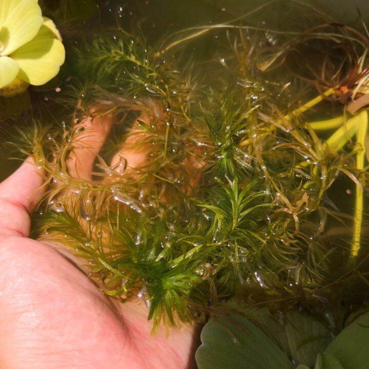 hydrilla plant. best for betta and guppy Lazada