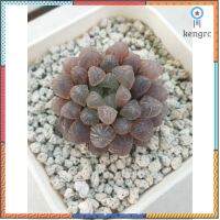 ฮาโวเทีย หยดน้ำ, MBB386 H.Cooperi ver.Truncata สินค้ามีจำนวนจำกัด