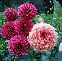 20 เมล็ดพันธุ์ รักเร่ Dahlia Seeds สายพันธุ์ CRYFIELD HARMONY สีม่วง รักเร่ รักแรกพบ ดอกไม้แห่งมิตรภาพ ความรักเริ่มต้น เพาะเลี้ยงง่าย ตั้งโต๊ะทำงาน