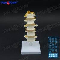 Intervertebral disc 1:1 medical human lumbar spine vertebra bone model spinal nerve bone pain bonesetting)