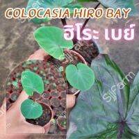 1 ต้น โคโลคาเซีย ฮิโระเบย์ Colocasia Hilo bay ปลูกได้ทั้งแบบบนดินและในน้ำ? จัดส่งแบบยกกระถาง สินค้าพร้อมส่ง