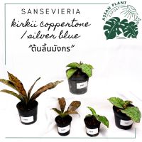 ต้นลิ้นมังกรสำริดและซิลเวอร์บลู sansevieria coppertone and silver blue