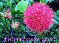 2 หัว หัวสด ของแท้ ว่านแสงอาทิตย์ หรือ ว่านกุมารทอง (Scadoxus multiflorus) ช่วยคุ้มภัย มีอำนาจ และเมตามหานิยม ปลูกไว้เฝ้าดูแลบ้านเรือน.