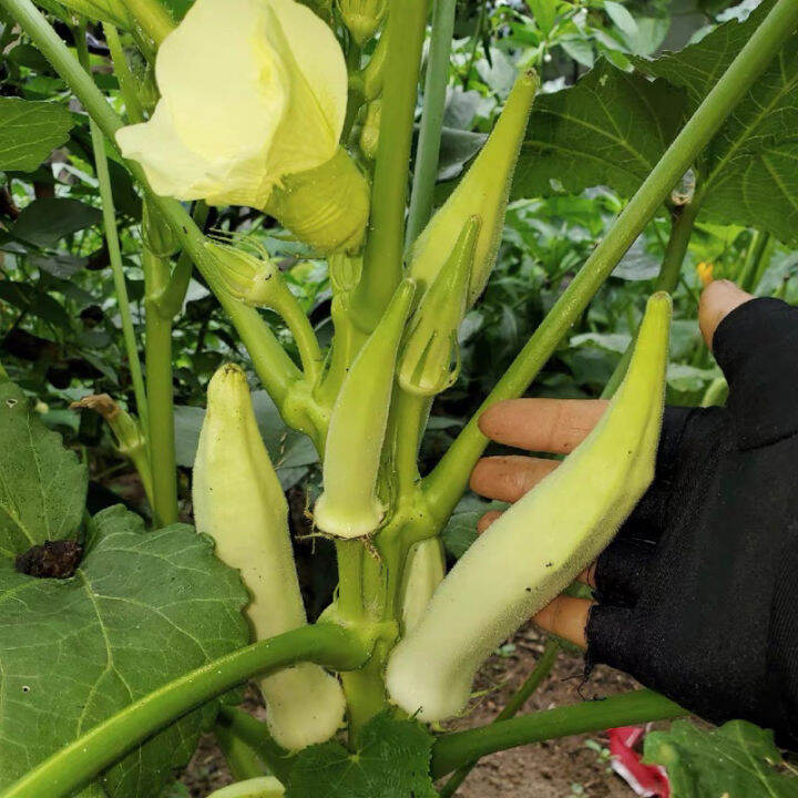 Benih Bendi Putih Hybrid (rare) / F1 White Okra [ seeds] Lazada