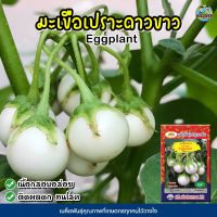 เมล็ดมะเขือเปราะดาวขาว Eggplant เมล็ดมะเขือเปราะ เมล็ดพันธุ์มะเขือเปราะ เมล็ดผักสวนครัว ตราภูเขาทอง