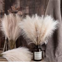 【YF】✳▼  50cm Artificial Reed Pampas Wind Plastic Fake Bohemia Wedding Decoration