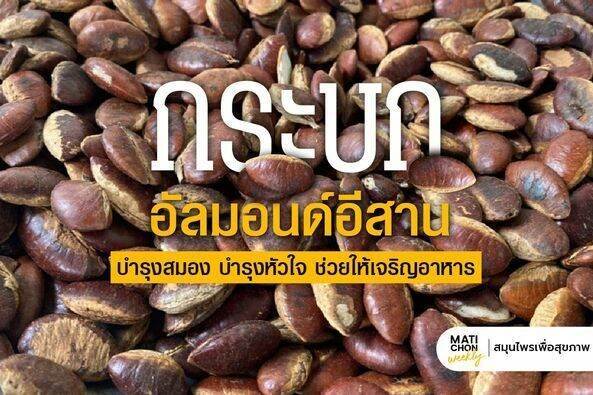 ต้นกระบก-ขนาด20-30เซน-ชุด10ต้นแถมฟรี1ต้น-250บาท