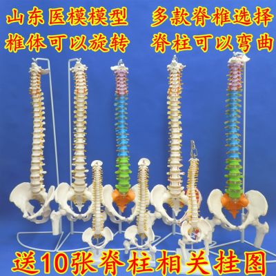 The human body model bonesetting massage adult spinal cervical spine lumbar bone model color spine model