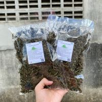 กะเพราอบแห้ง ขนาด 30 กรัม (Holy basil) สมุนไพรไทย ช่วยขับลมในกระเพาะ ป้องกันอาการหวัดได้ วัตถุดิบประกอบอาหารหรือใช้ชงเป็นชาสมุนไพร