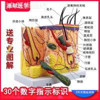 50 times the human skin tissue structure of anatomical model of medical cosmetic surgery three-dimensional skin model