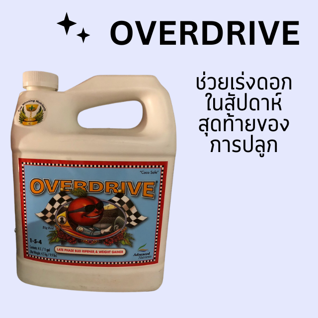 Overdrive Advanced Nutrients ช่วยเร่งดอกในสัปดาห์สุดท้ายของการปลูก