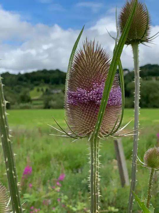 เมล็ดพันธุ์-ทีเซล-dipsacus-fullonum-wild-teasel-100-เมล็ด-เมล็ดพันธุ์นำเข้าจาก-อังกฤษ