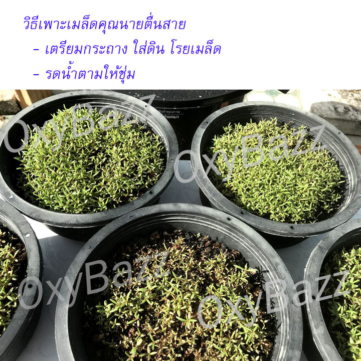 เมล็ดแพรเซี่ยงไฮ้-คละสี-เมล็ดคุณนายตื่นสายหลากสี-เมล็ดสาวเชียงใหม่-โปร5แถม1