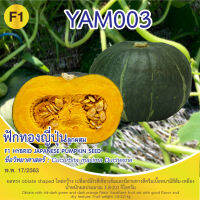 ฟักทองญี่ปุ่น YAM 003  บรรจุ 5 เมล็ด