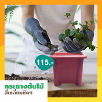 Plant pot กระถางต้นไม้