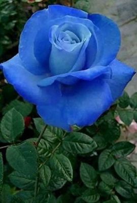 5 เมล็ด เมล็ดพันธุ์ กุหลาบสีน้ำเงิน Damask Rose Seeds ดอกใหญ่ ดอกหอม นำเข้าจากต่างประเทศ พร้อมคู่มือ เมล็ดสด ใหม่