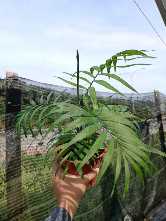 MDC- [ Hiasan ] ANAK POKOK Chamaedorea Live Plants / Pokok Parlor Palm ...