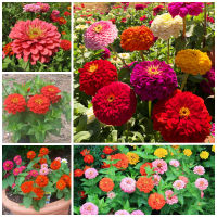 HOT** เมล็ดพันธุ์ ดอกบานชื่นคละสี Mixed Zinnia flower seeds บรรจุ 200 เมล็ด เมล็ดพันธุ์แท้ ต้นไม้มงคล ต้นไม้ฟอกอากาศ ส่งด่วน พรรณ ไม้ น้ำ พรรณ ไม้ ทุก ชนิด พรรณ ไม้ น้ำ สวยงาม พรรณ ไม้ มงคล