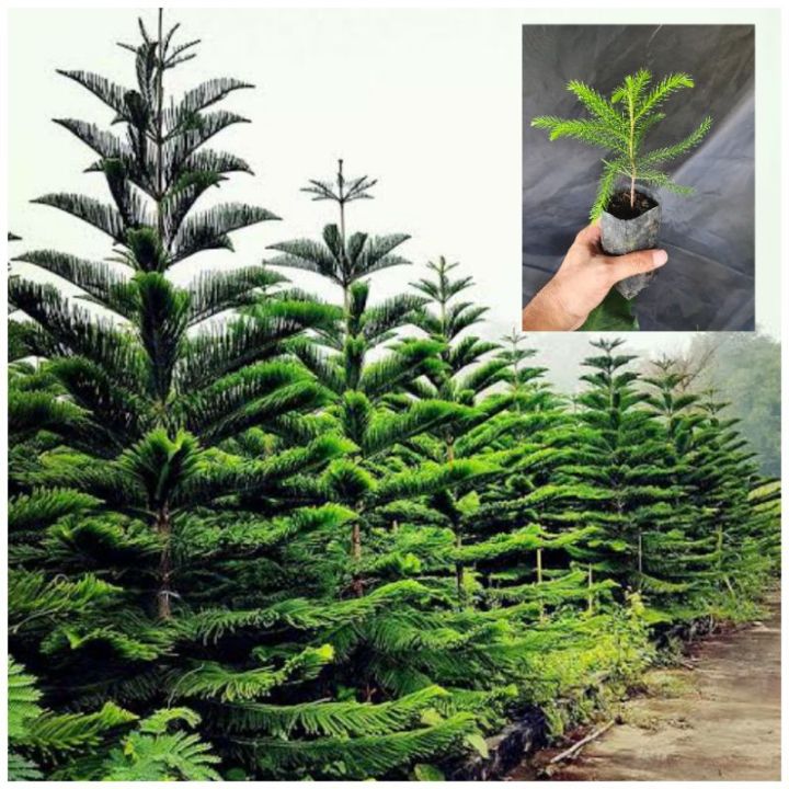 เมล็ดสนฉัตร-สนประดับสวน-บรรจุ-20เมล็ด-norfolk-island-pine-araucaria-cunninghamii