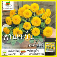 เมล็ดพันธุ์ ทานตะวัน เทดดี้แบร์ 35 เมล็ด Teddy Bear Sunflower seed เมล็ดพันธุ์แท้ นำเข้าจากต่างประเทศ ทานตะวันแคระ ขายดี