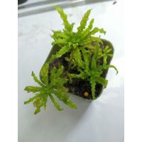 ดาวน้อยพร้อม​ปลูก​ (Pogostemon helferi)​