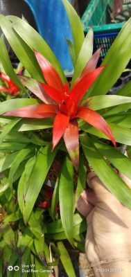 สับปะรดสีกัสมาเนียลอนโดหรือกัสมาเนียไมเนอร์(วงค์:BROMELIACEAE,ชื่อวิทยาศาสตร์:Guzmania Lingulata "minor",ชื่อสามัญ:Scarlet star,Orange) ไม้ประดับจัดใส่กระถางประดับสวนและภายในอาคารเพื่อความสวยงาม จัดส่งแบบถอดกระถาง ต้นสูงประมาณ 40-50 cm.ยาวประมาณ40-80 cm.