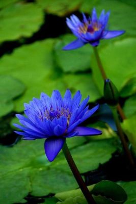 เมล็ดบัว 5 เมล็ด ดอกสีน้ำเงิน ดอกใหญ่ ของแท้ 100% เมล็ดพันธุ์บัวดอกบัว ปลูกบัว เม็ดบัว สวนบัว บัวอ่าง Lotus seeds.