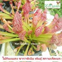 (ส่งทั้งกระถาง 3 - 8 นิ้ว) ต้นซาราซิเนีย พันธุ์ สกาเล็ตเบล (Sarracenia x Scaret belle) ไม้กินแมลง ใบกระเปราะสวย ไม้ประดับแต่งสวย ชอบน้ำ+แดด เลี้ยงง่าย