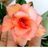 10 เมล็ด เมล็ดพันธุ์ ชวนชม สายพันธุ์ไต้หวัน ดอกสีส้ม Adenium Seeds กุหลาบทะเลทราย Desert Rose ราชินีบอนไซ อัตราเปอร์เซ็นต์การงอก 80-90% มีคู่มือปลูก