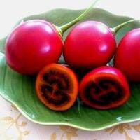 เมล็ดพันธุ์ ทามาริลโล่ มะเขือเทศต้น Tamarillo Seed บรรจุ 10 เมล็ด คุณภาพดี ราคาถูก ของแท้ 100%