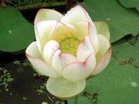 5 เมล็ดพันธุ์ บัว สายพันธุ์ Chawan Lotus สีขาว นำเข้าจาก อเมริกา เพาะปลูกและเก็บเมล็ดในไทย ขยายพันธุ์ในไทยได้