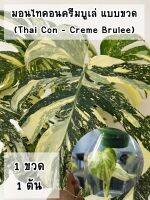 มอนสเตอร่าไทคอนครีมบูเล่ ติดด่างแล้วทุกต้น แบบขวดยังไม่อนุบาล (Monstera Thai Constellation - Crème Brûlée)