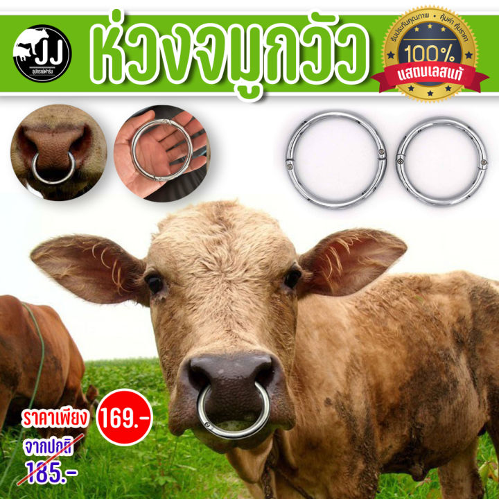 ห่วงจมูกวัวสแตนเลส3นิ้ว-3-5นิ้วส่งด่วนจากไทย