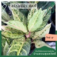 อโกลนีม่า ลัคกี้ aglonema lucky มาพร้อมกระถาง 6 นิ้ว