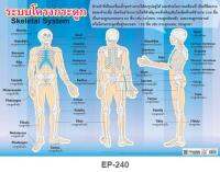 INTOP By OST Plastic Poster Skeletal System ระบบโครงสร้างกระดูก : 50x70 Cm #EP-240