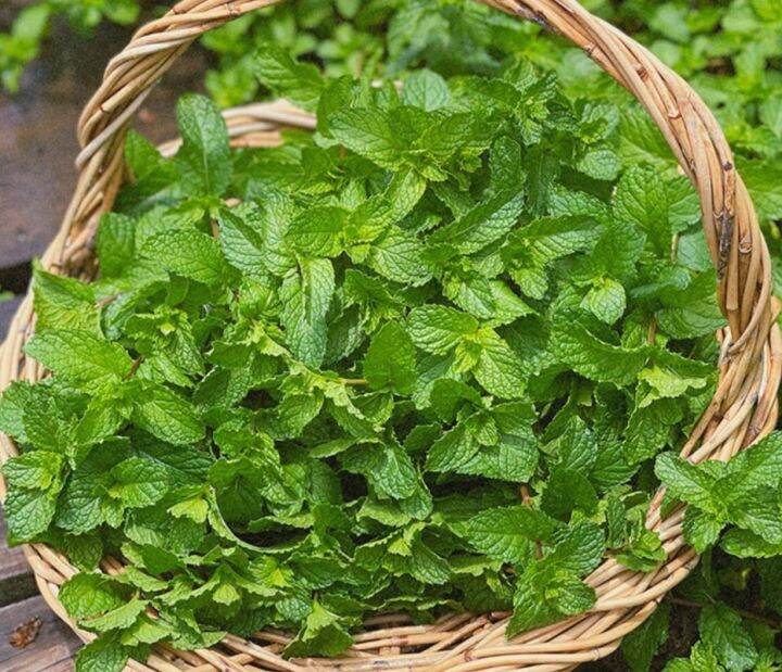 Potted peppermint seeds edible peppermint seed seedlings cat mint seed