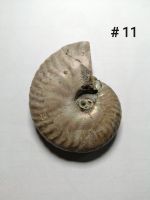 [Ammonite #11] ฟอสซิสหอยแอมโมไนต์ (Ammonite Fossil) ขนาด 57.8 mm.