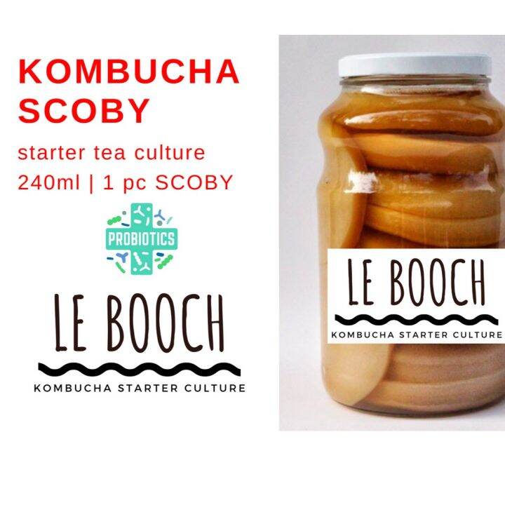 Kombucha SCOBY w/ Starter Tea Lazada PH